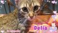 Delia