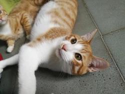 Alfie Alfie