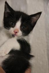 Oreo Oreo