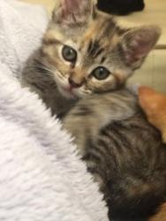 Tina Tina