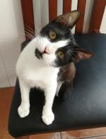 Félix