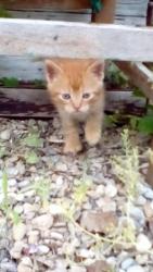 Orange Orange