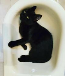 Blacky Blacky