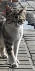 Susi Susi