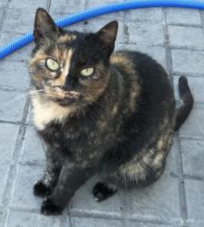 Bella Bella