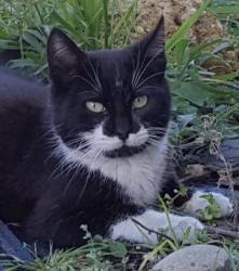 Bigotes Bigotes