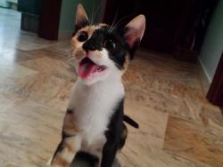 Negri Negri