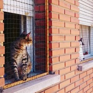 Gatos y ventanas
